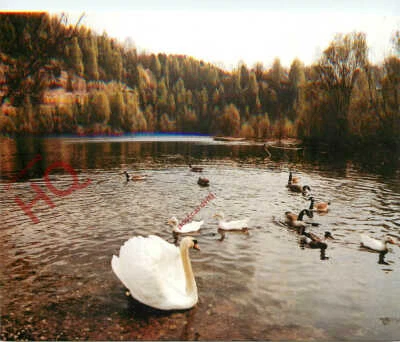 £3.29 • Buy Picture Postcard> Cannock Chase, Pool At Brocton Nature Reserve, Swan And Ducks